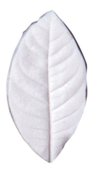 Blatt Präger - Gardenia